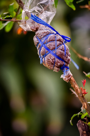 Tree branch propagation.の写真素材