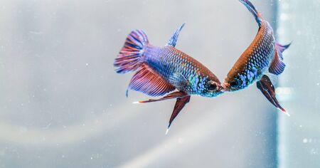 Beautiful fighting fishの写真素材
