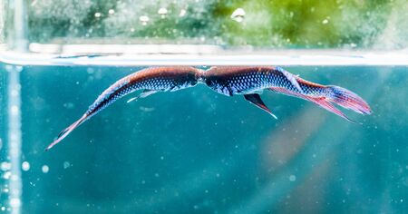 Beautiful fighting fishの写真素材