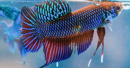 Beautiful fighting fishの写真素材