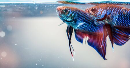 Beautiful fighting fishの写真素材