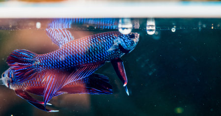 Beautiful fighting fish