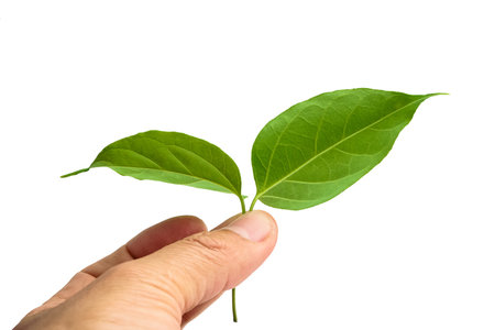 Hands holding leaves on a white background