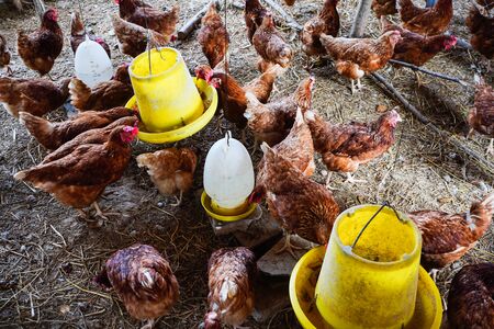 Traditional free range poultry farmingの写真素材