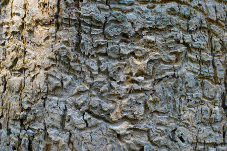 Tree bark texture in warm sunlightの写真素材