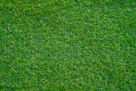 Green grass background texture .top view.の写真素材