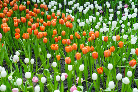 Colorful multicolored beds of tulips on a spring day in the fieldの写真素材