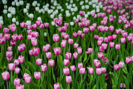 Colorful multicolored beds of tulips on a spring day in the fieldの写真素材