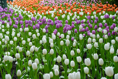 Colorful multicolored beds of tulips on a spring day in the fieldの写真素材