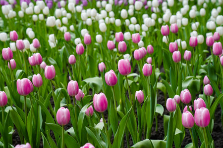 Colorful multicolored beds of tulips on a spring day in the fieldの写真素材
