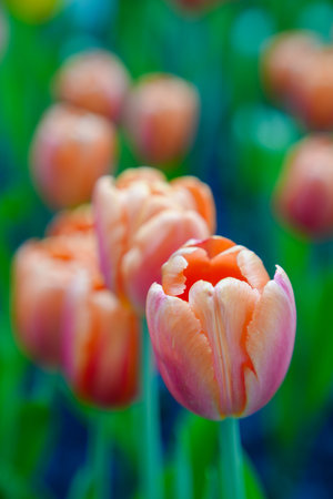 Colorful multicolored beds of tulips on a spring day in the fieldの写真素材