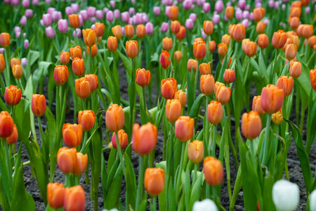 Colorful multicolored beds of tulips on a spring day in the fieldの写真素材