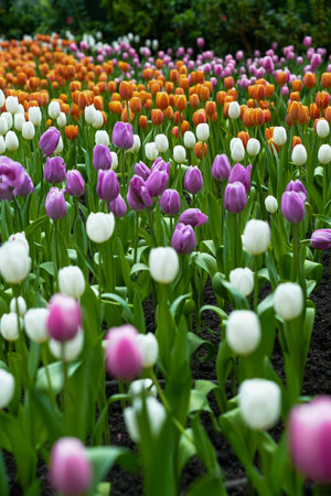 Colorful multicolored beds of tulips on a spring day in the fieldの写真素材