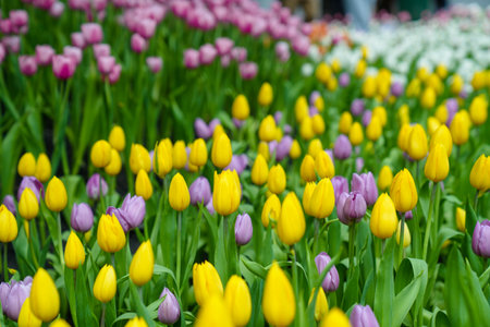 Colorful multicolored beds of tulips on a spring day in the fieldの写真素材