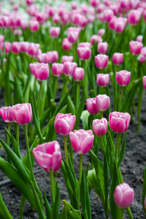 Colorful multicolored beds of tulips on a spring day in the fieldの写真素材