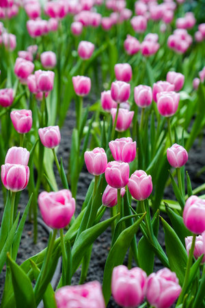 Colorful multicolored beds of tulips on a spring day in the fieldの写真素材