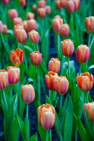 Colorful multicolored beds of tulips on a spring day in the fieldの写真素材