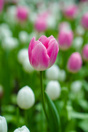 Colorful multicolored beds of tulips on a spring day in the fieldの写真素材