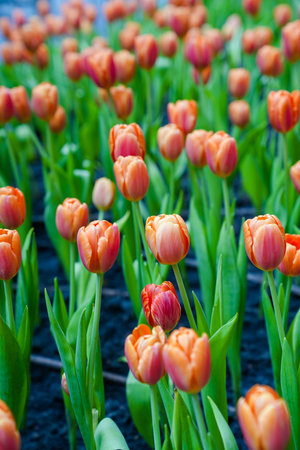 Colorful multicolored beds of tulips on a spring day in the fieldの写真素材