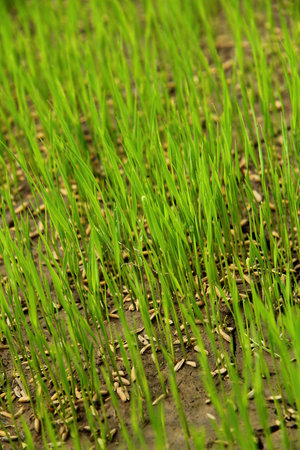 Paddy field in Thailand 