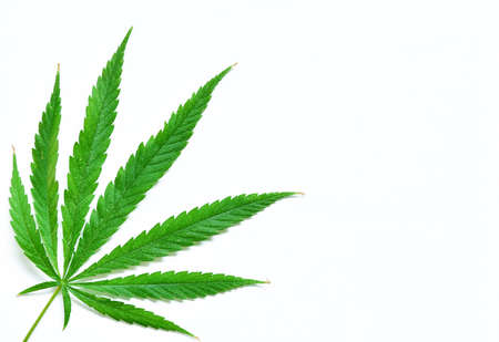 Cannabis Leaf isolated on white background. Cannabis is a genus of flowering plants in the family Cannabaceae. Cannabis is a standoff between a drug and a medicine. Plant addictive. の写真素材