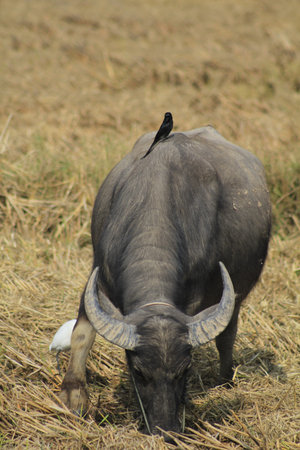 Buffalo in Thailand eating grass