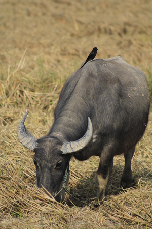 buffalo in a farm eating grassの写真素材