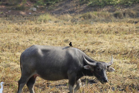 buffalo in a farm eating grassの写真素材