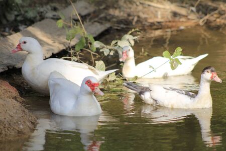 Stock Photo - White ducks floating in the pond.の写真素材