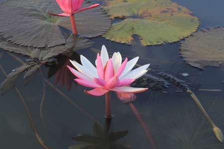 Beautiful pink lotus flowerの写真素材