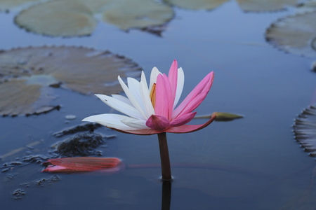 Beautiful pink lotus flowerの写真素材