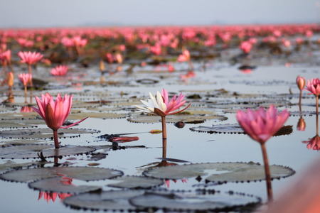 Stock Photo - beauty pink lotus flowerの写真素材