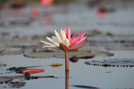 Stock Photo - beauty pink lotus flowerの写真素材