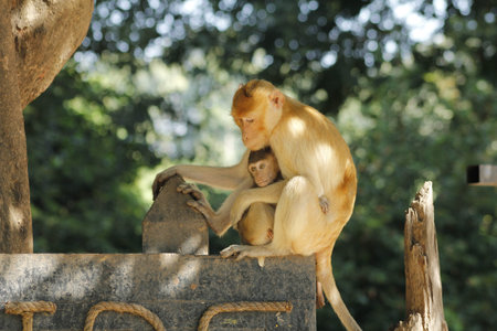 Stock Photo - Cute mother and baby monkey at Khao Yai Nation Park in Thailand