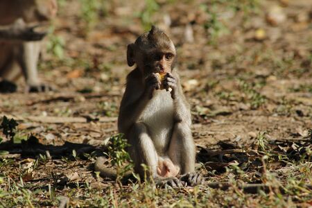Stock Photo - Cute mother and baby monkey at Khao Yai Nation Park in Thailandの写真素材