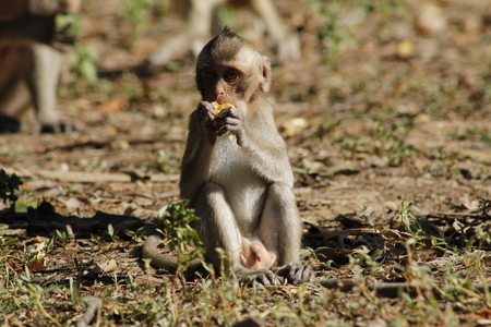 Stock Photo - Cute mother and baby monkey at Khao Yai Nation Park in Thailandの写真素材