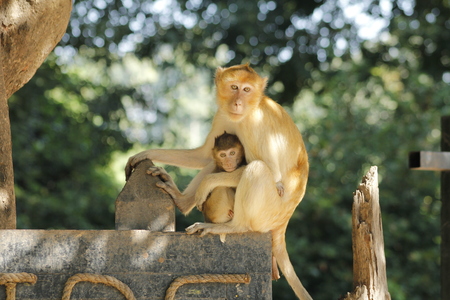 Stock Photo - Cute mother and baby monkey at Khao Yai Nation Park in Thailandの写真素材