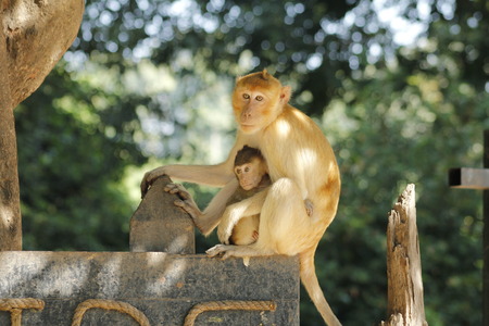 Stock Photo - Cute mother and baby monkey at Khao Yai Nation Park in Thailandの写真素材