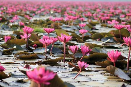 Stock Photo - Lotus pond sceneryの写真素材