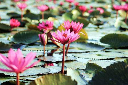 Stock Photo - Lotus pond sceneryの写真素材
