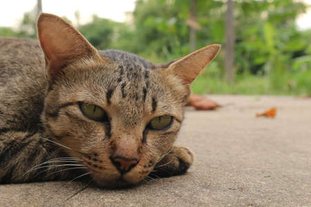 Thai WhiteCAT in my Homeの写真素材