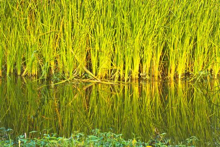 beside of  the pondの写真素材