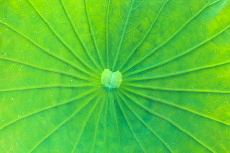 lotus leaf textureの写真素材