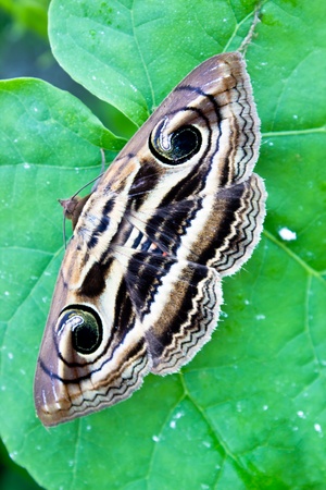 new born of butterfly living on a leafの写真素材