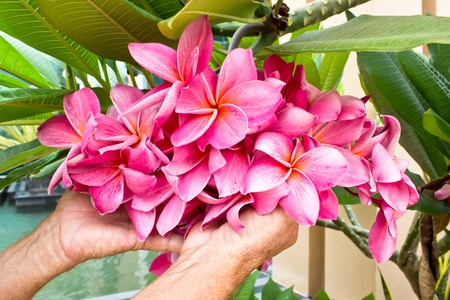 Hand holding  on pink plumeria flowerの写真素材