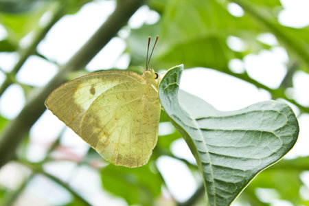 Butterflyの写真素材