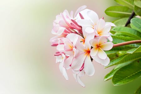 Frangipani Flower on Backgrooundの写真素材