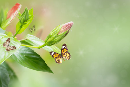 Background Of Hibiscus Flower and Butterflyの写真素材