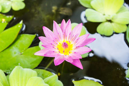 Lotus Flowerの写真素材