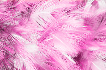 Pink Feathersの写真素材